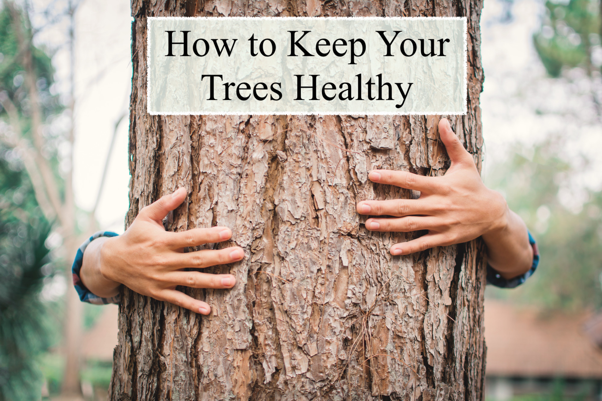How to Keep Your Trees Healthy