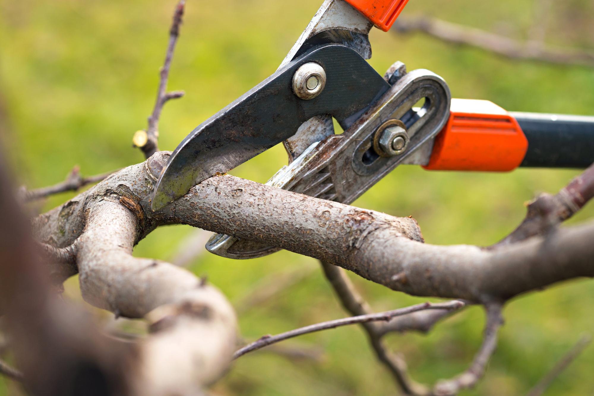 The Best Tips and Techniques for Trimming and Pruning Trees