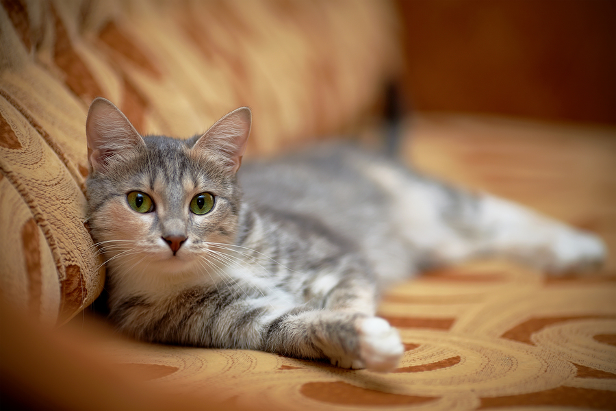 facts about pet cats