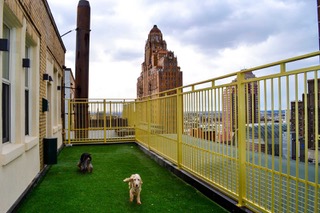 rooftop-dog-park