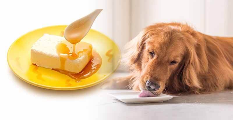 Discover The Health Benefits Of Pure Manuka Honey Your Dogs!