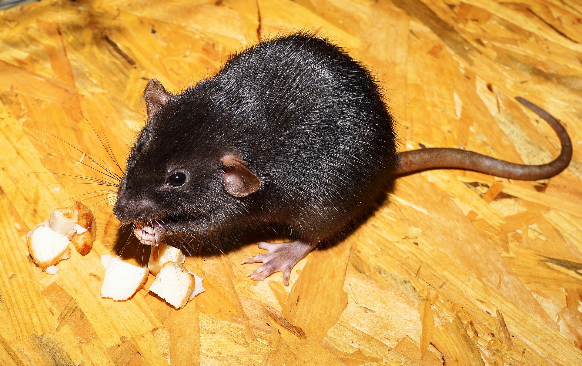 How to Get Rid of Rats in the Home