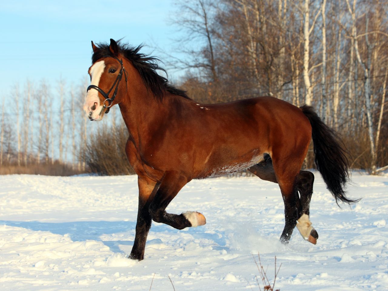 Horse During Winter Months