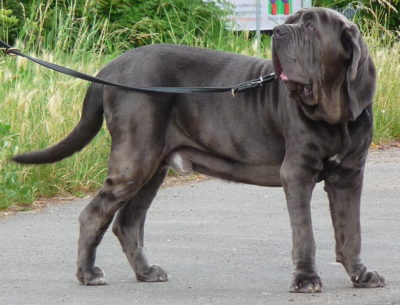 Largest Dog Breed