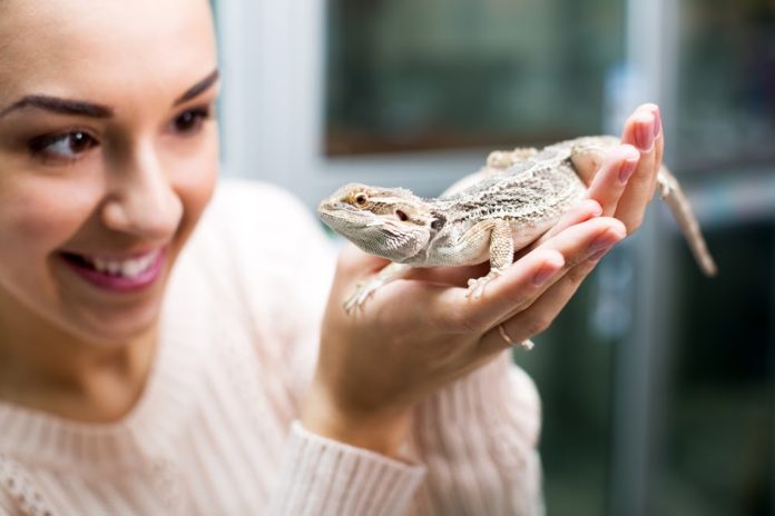 Taking Care of Reptiles