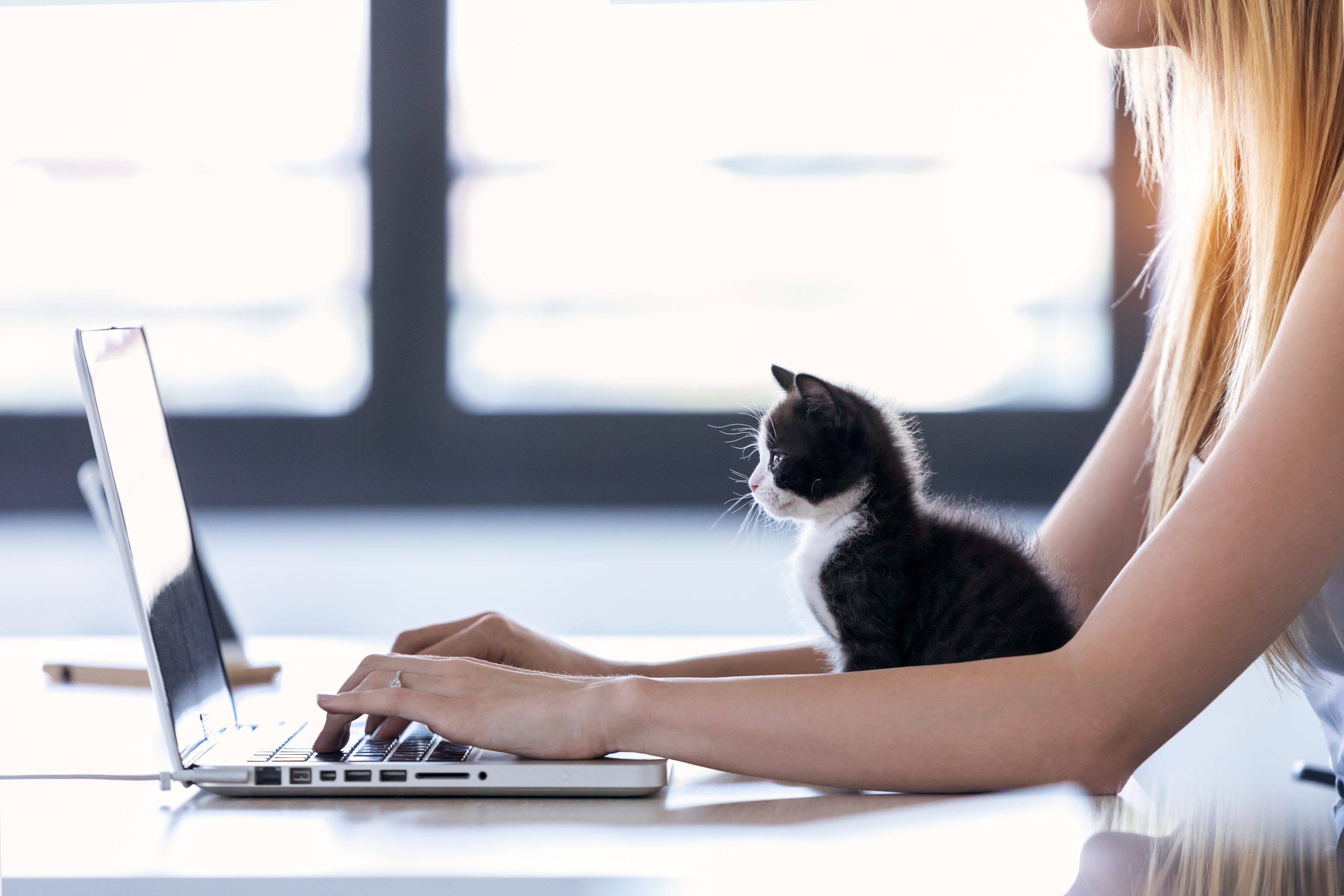 Shot of a pretty little cat looking the laptop while its owner working with...