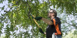how much does tree trimming cost