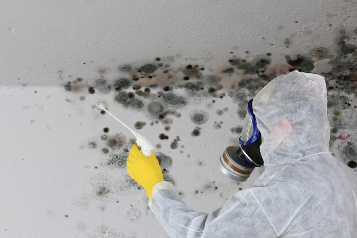 Hire Mold Removal Services