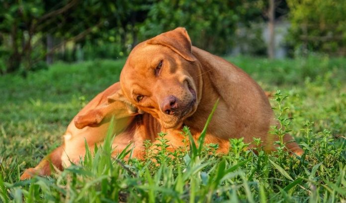 The Flea Treatment For Dogs