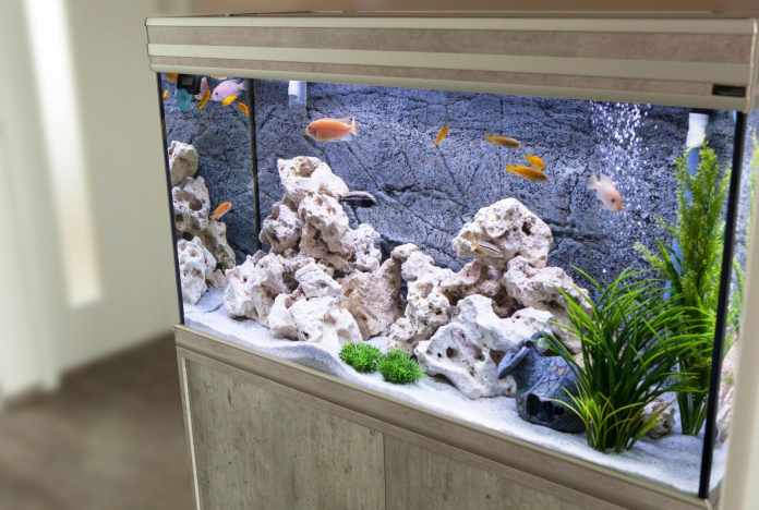 Clean a Fish Tank in 3 Simple Steps