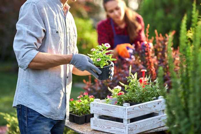 Amazing Gardening Tips