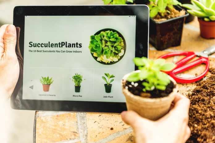 Buying Plants Online