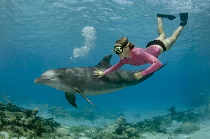 Swim with dolphins in Jamaica