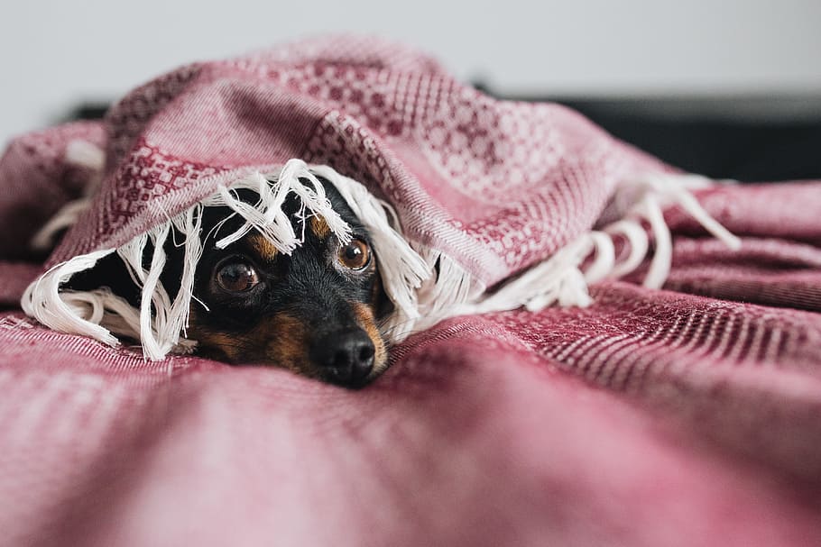 do-dogs-have-periods-how-to-take-of-your-female-dogs