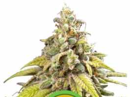 Medicinal cannabis from Royal Queen seeds