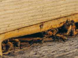 Pest Control Tips To Prevent Infestations
