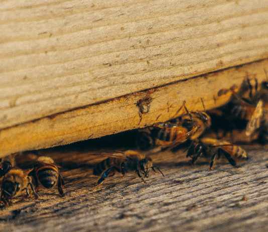 Pest Control Tips To Prevent Infestations