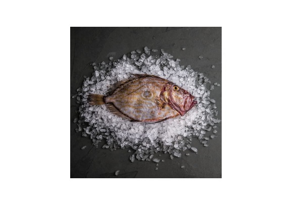 Types of Seafood in New Zealand Waters, John Dory