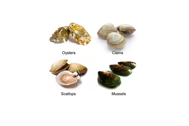 Oysters, Mussels and Other Shellfish