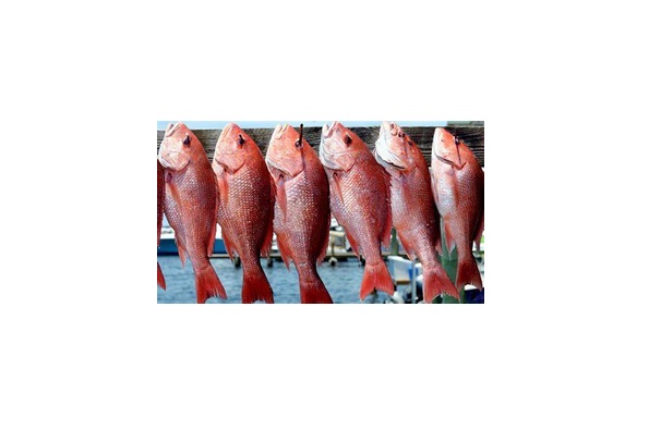 Types of Seafood in New Zealand Waters, Snapper