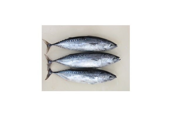 Types of Seafood in New Zealand Waters, Yellowfin Tuna