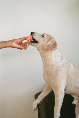 Can Dogs Eat Raw Chicken?