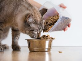 Cat Feeding Mistakes