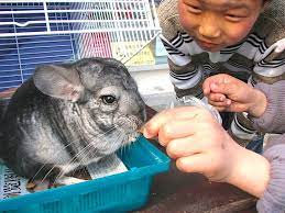 buy for your Chinchilla