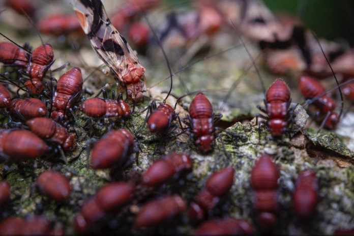 Termites in Austin