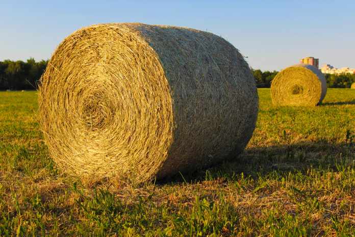 Types of Hay