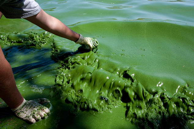 A water quality researcher samples Toxic Blue Green Algae in the Copco Reservoir in Northern California.