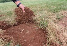 Preventing Lawn Grub Damage