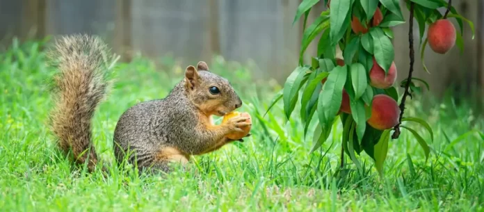 How To Keep Squirrels Out Of Garden