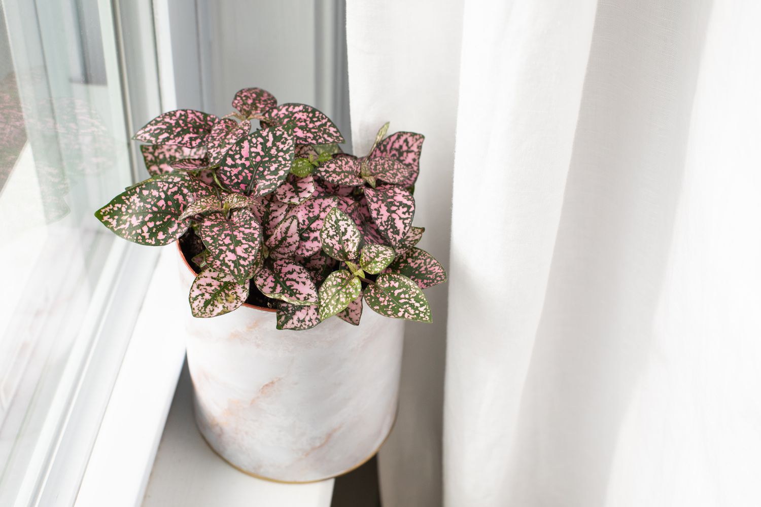 What is the polka dot plant?