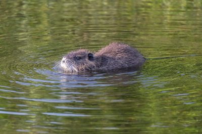 What Do Beavers Eat? Top 10 Facts About Beavers