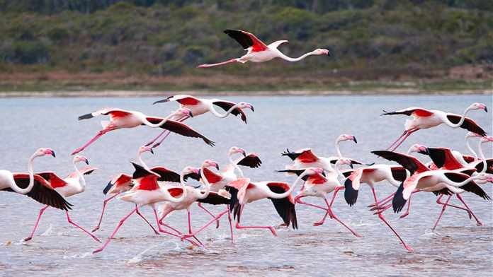 can flamingos fly