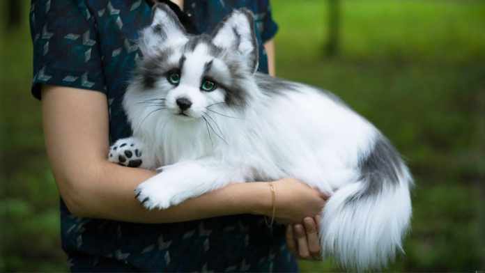The Canadian Marble Fox A Fascinating Creature of the North