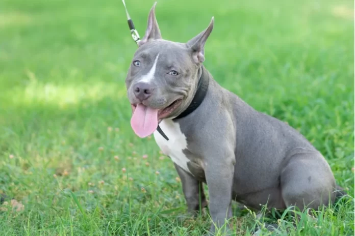 The Blue Nose Pitbull A Beautiful and Misunderstood Breed