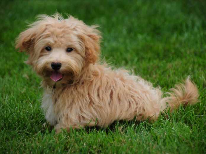 Teddy Bear Dog A Perfect Blend of Cuteness and Companion