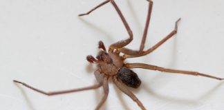 What is a Camel Spider Bite? How to treat a Spider bite at home?