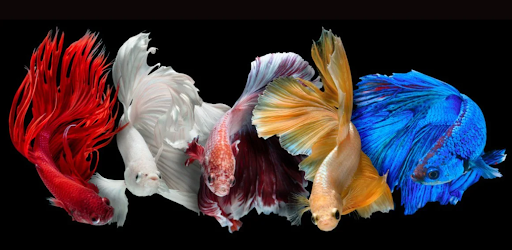 What are the Ideal Temperatures for Betta Fish?