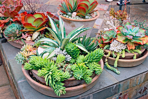 succulent arrangement ideas