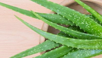 Can You Use Aloe Vera On Dogs