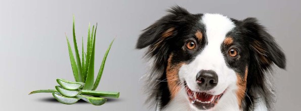 Can You Use Aloe Vera On Dogs