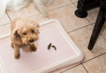 Can You Use Pee Pads For Dogs