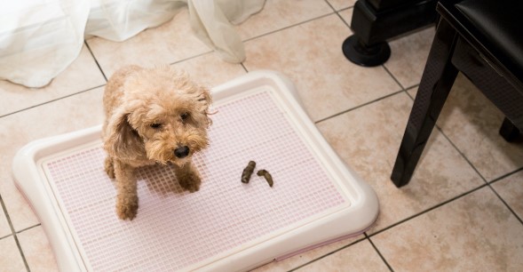 Can You Use Pee Pads For Dogs