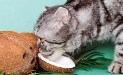 Can Cats Eat Coconut Oil