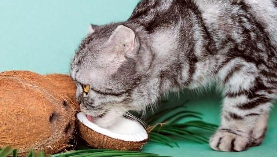 Can Cats Eat Coconut