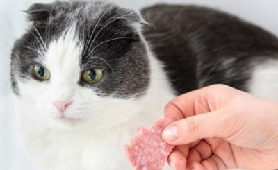 Can Cats Eat Salami