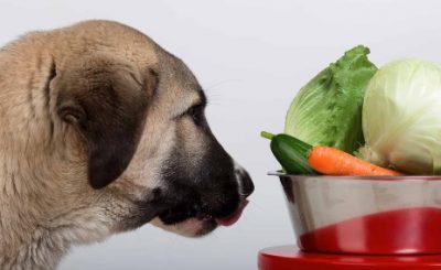 Can Dogs Have Lettuce